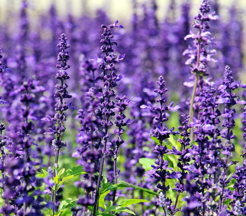 lavender-1507499_1920